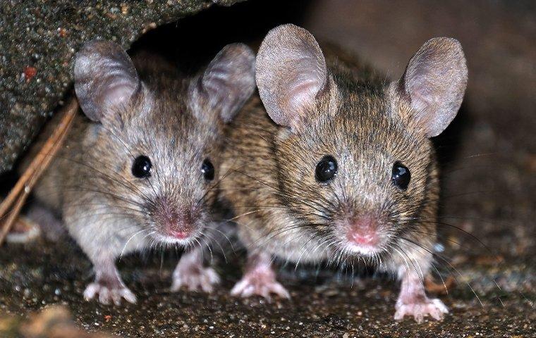two mice next to each other