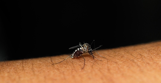 Mosquito Pest Control