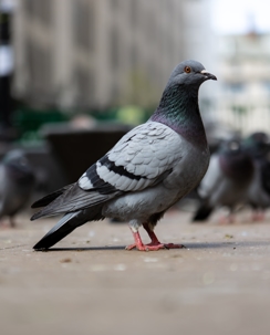 Pigeon