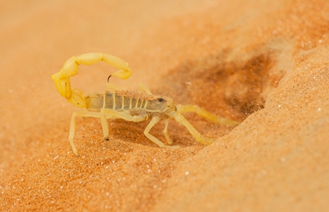 bark scorpion