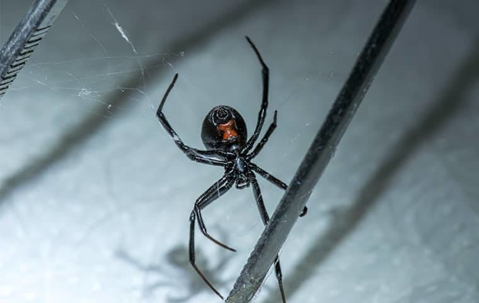 black widow spider