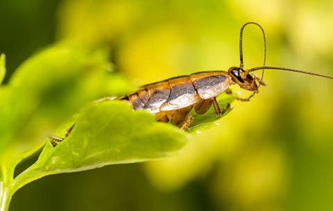 german cockroach on leaf