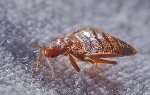 bed bug on bedsheet