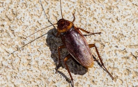 close up of cockroach