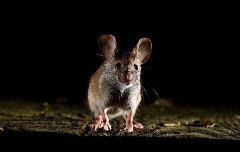 a house mouse crawling inside a home at night