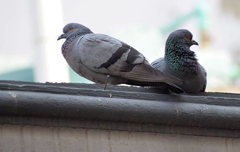 pigeons on roof