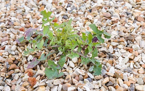 weed in gravel
