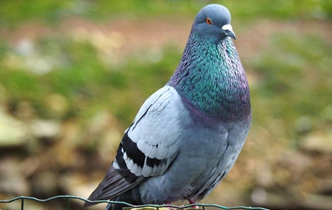 pigeon sitting on a wire fence
