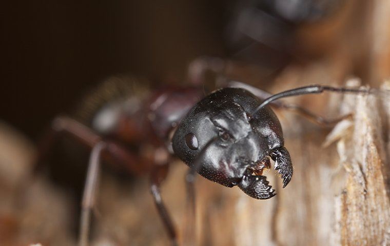 ant chewing on some wood