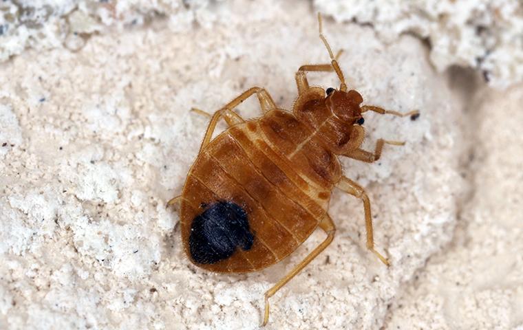 bed bug on a counter