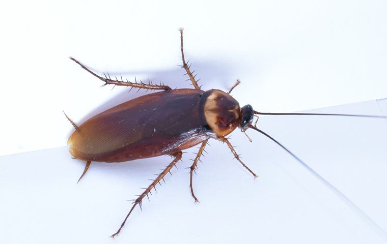 cockroach on a white wall