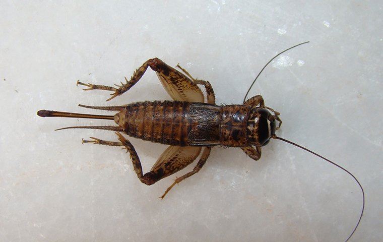 cricket laying on a white counter