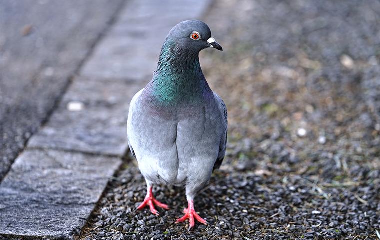 pigeon in a parking lot