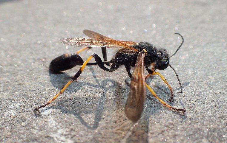 Black hornet on a table