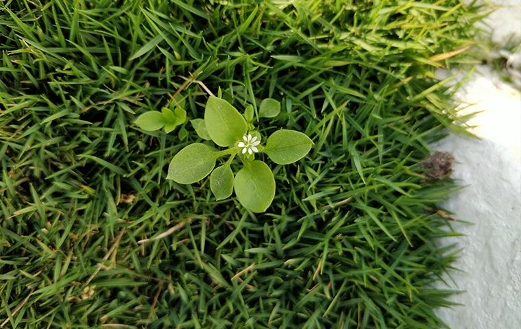 weed growing in a lawn