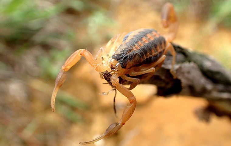 Scorpion sitting on a branch