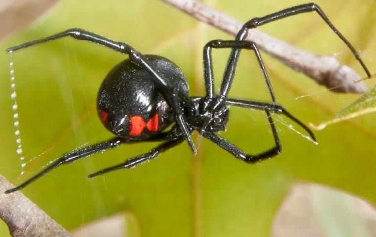 black widow in a web