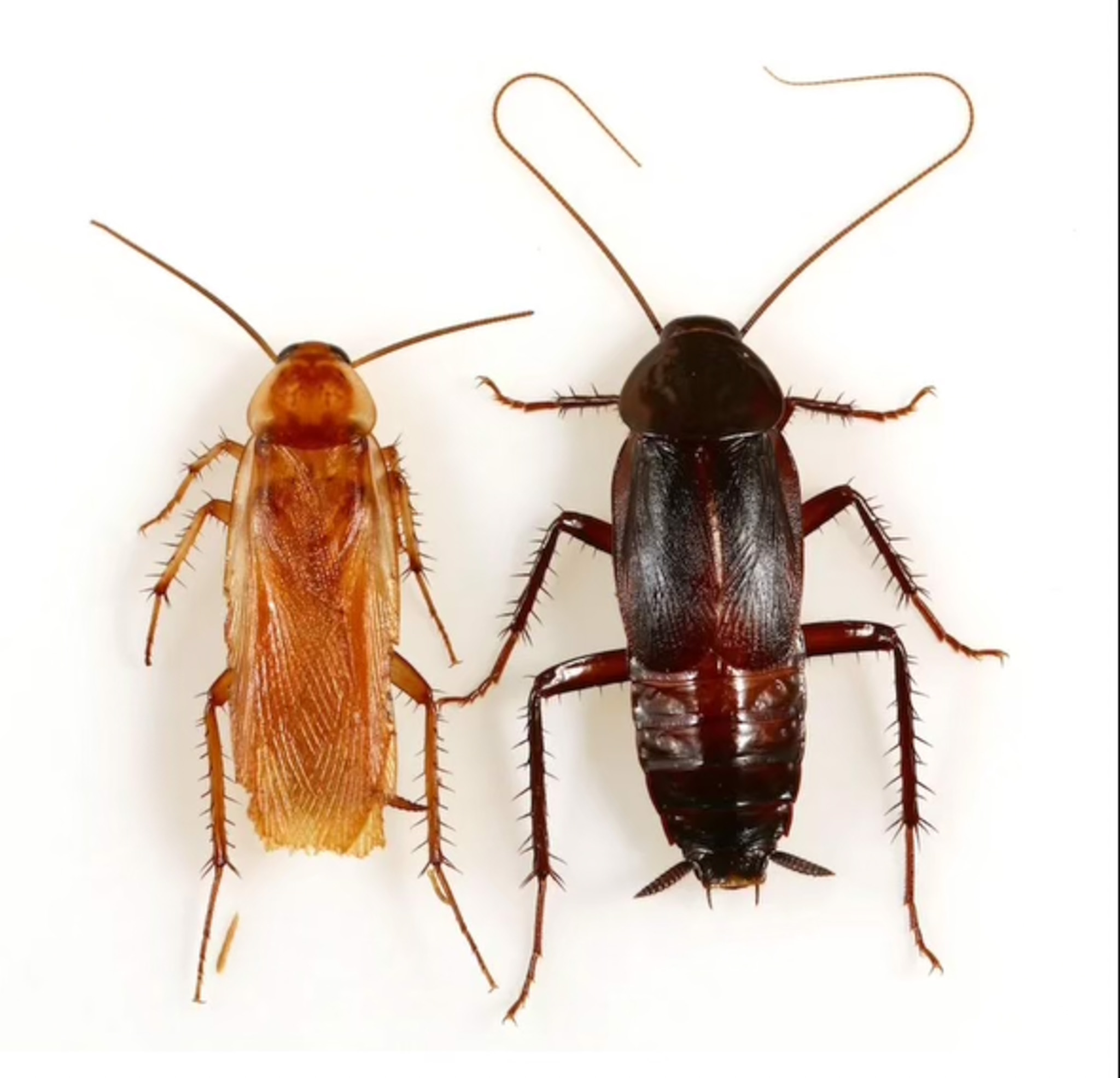 Turkestan Cockroaches