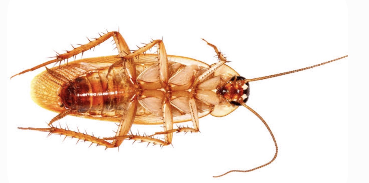An American cockroach belly side up.