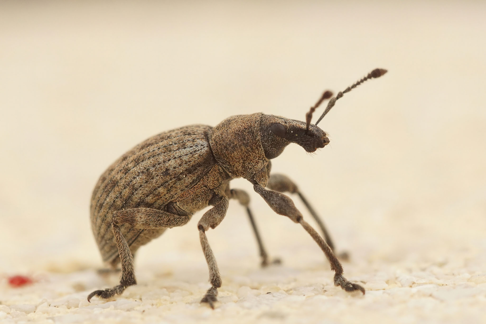 Weevil in house