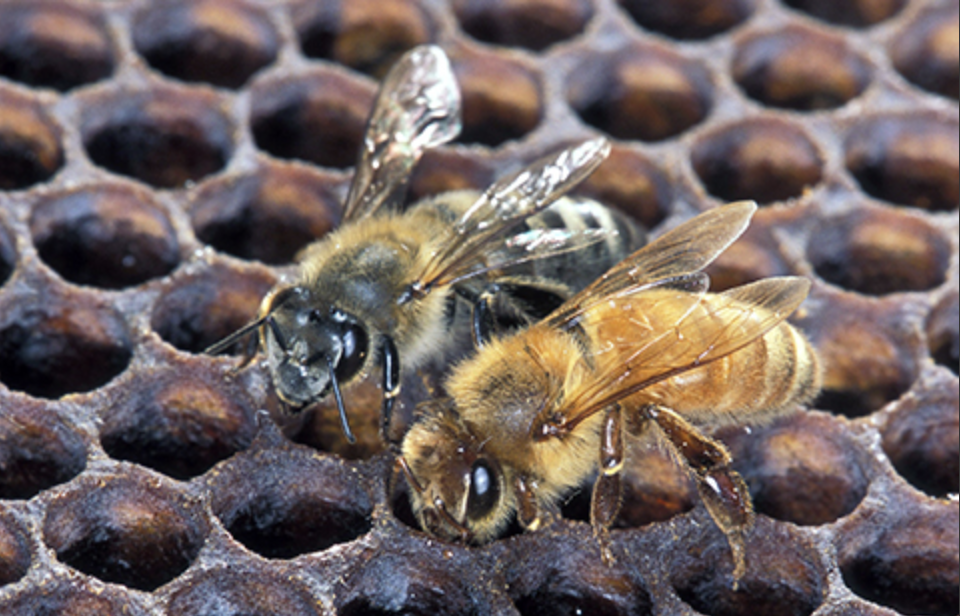 Africanized Honey Bee (left)  and European Honey Bee (right)