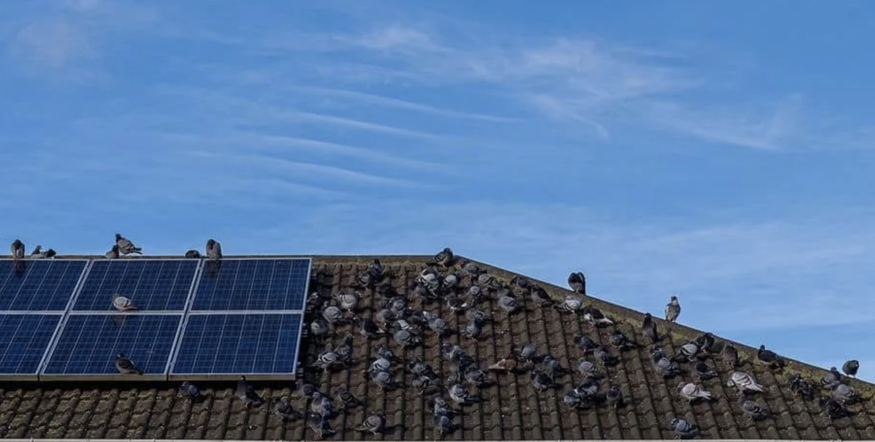 A pigeon flock on a Las Vegas roof with solar panels.