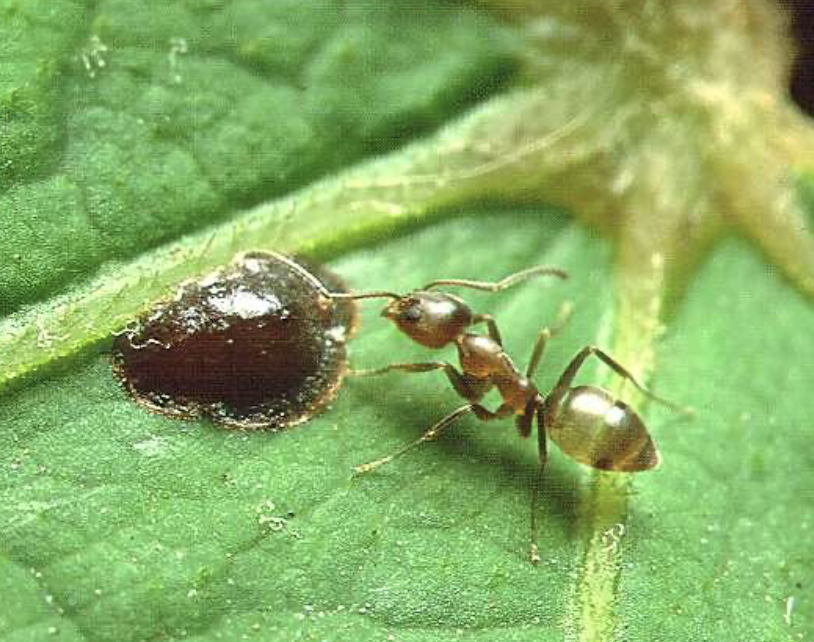 argentine ant