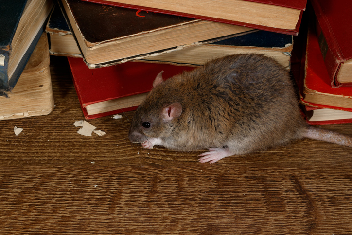 A roof rat chewing on some old books in an attic.