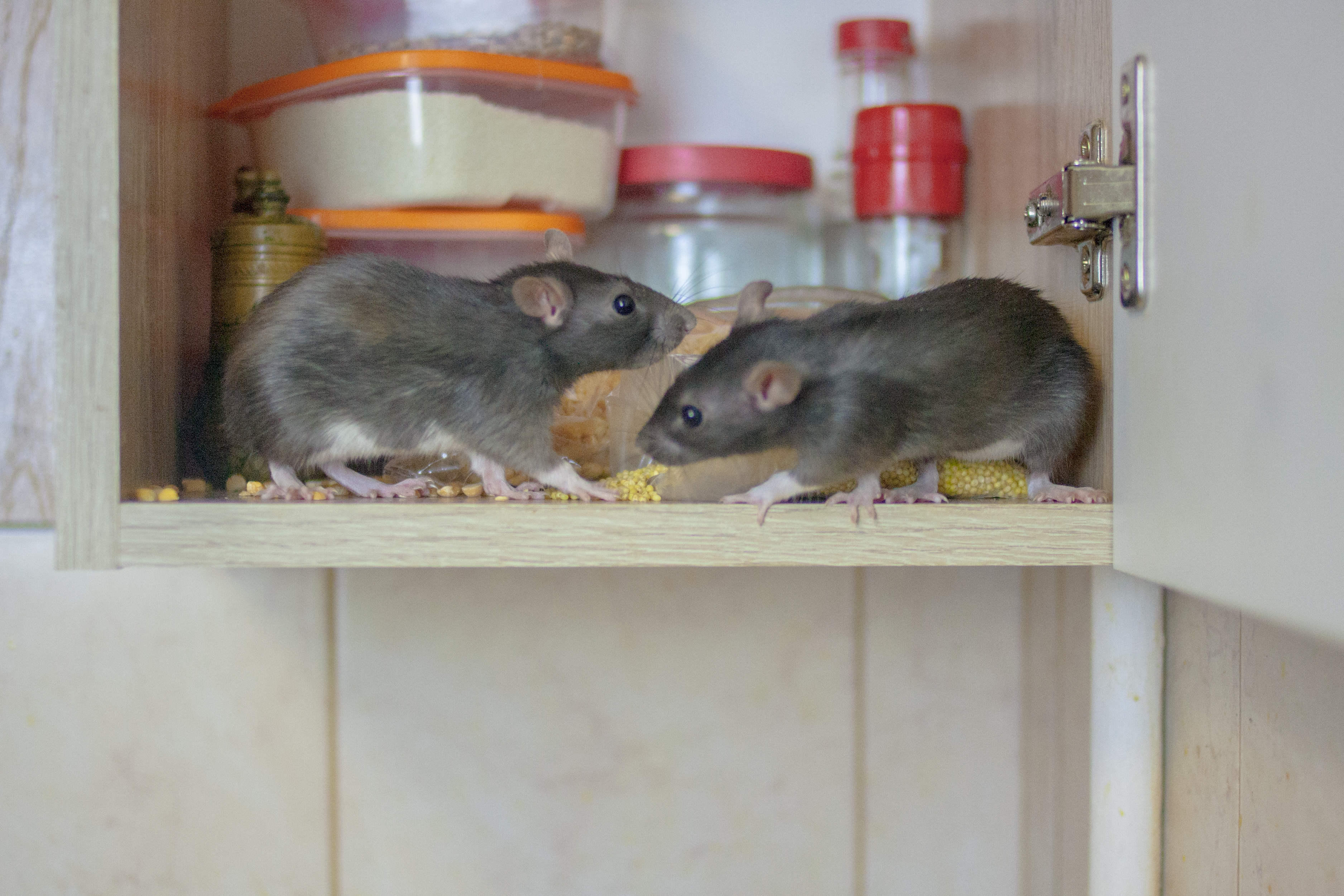 Two rats eating some food poorly stored in a cupboard.