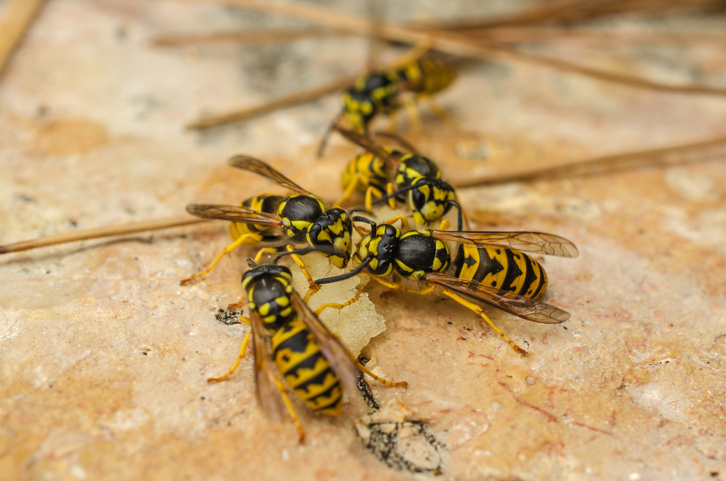 Western Yellowjackets