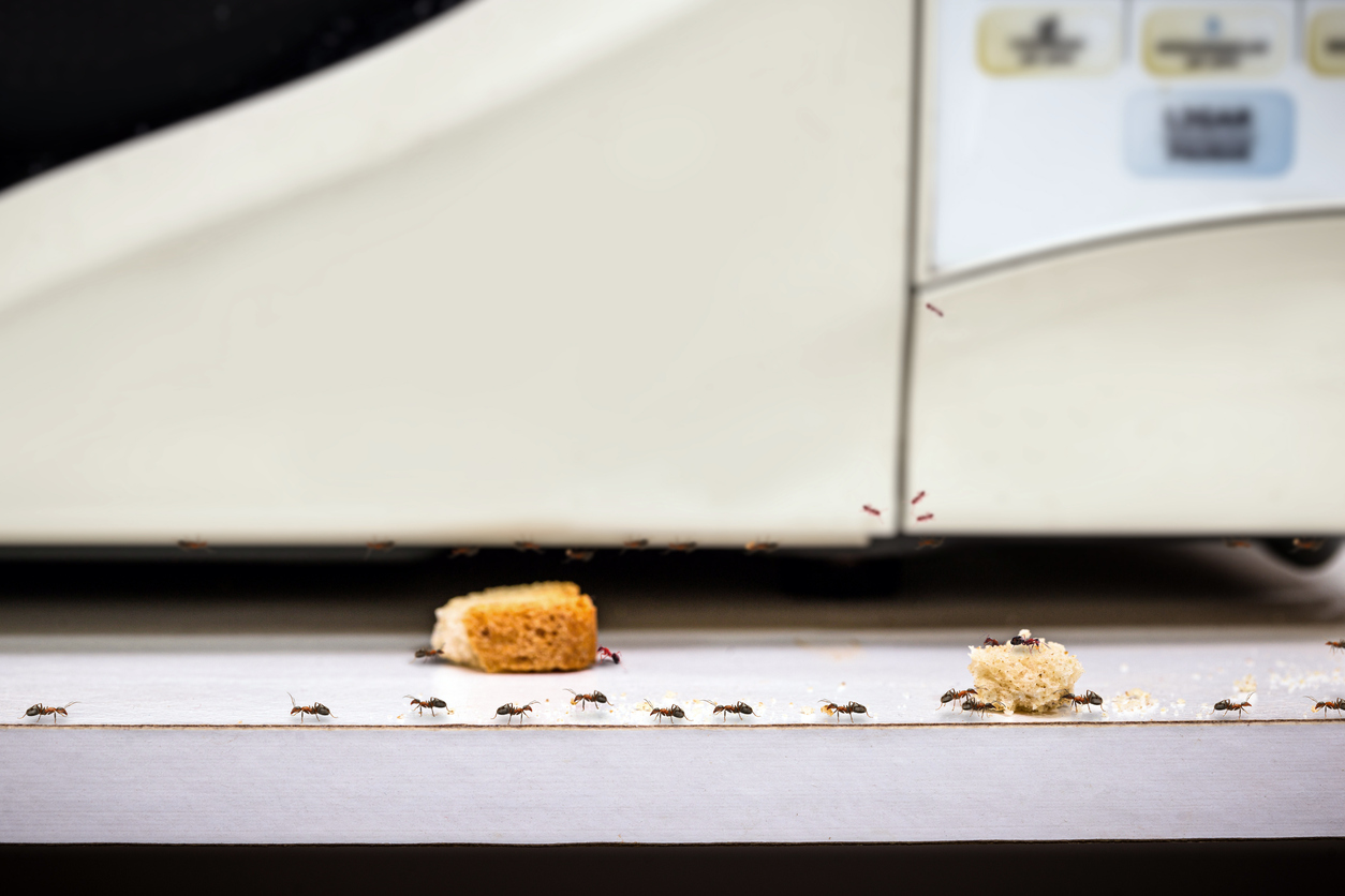 A line of ants eating bread crumbs under a microwave.