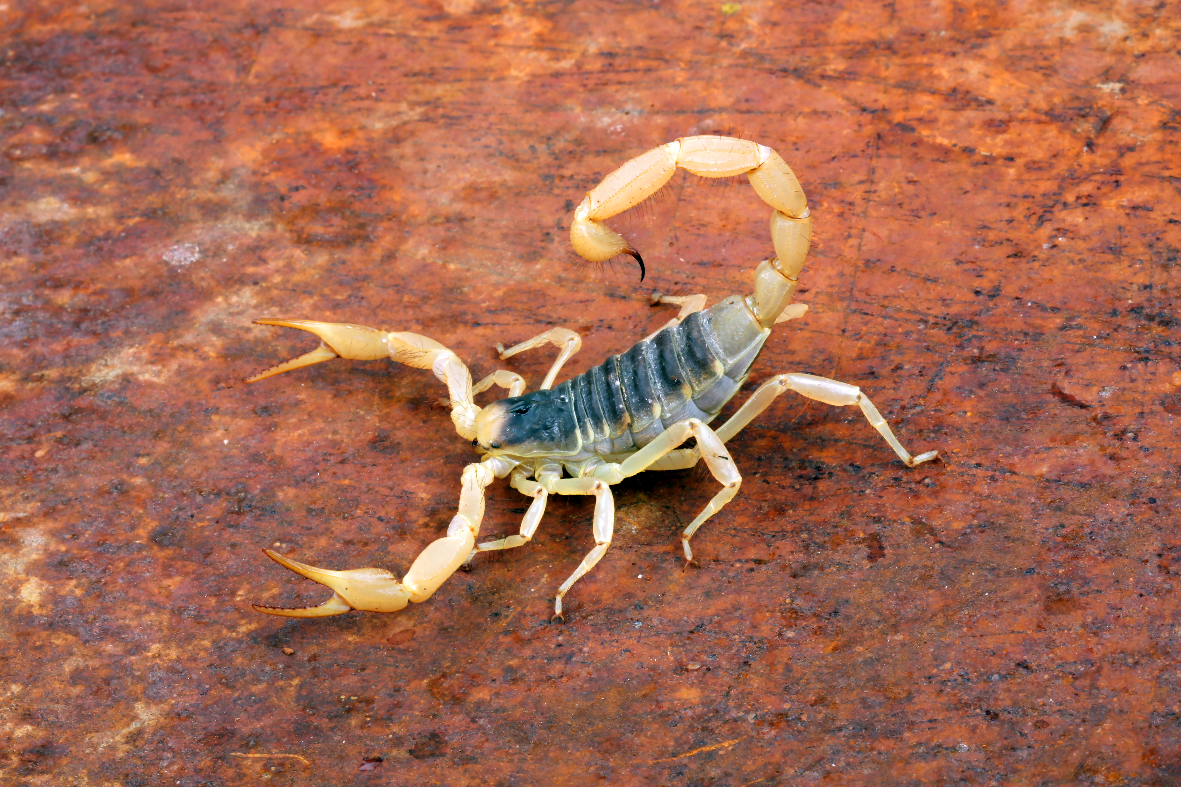Desert Hairy Scorpion