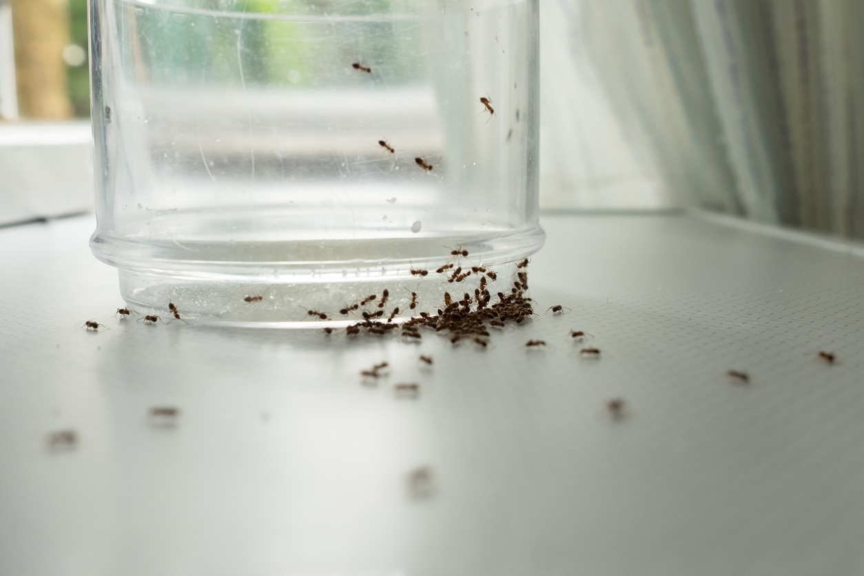 A trail of ants leading to a group of them on a glass cup.