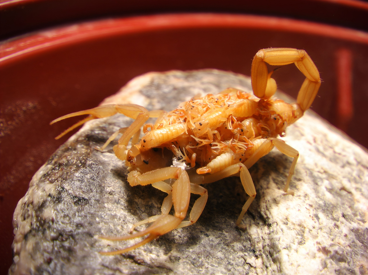 Arizona bark scorpion with its scorplingss