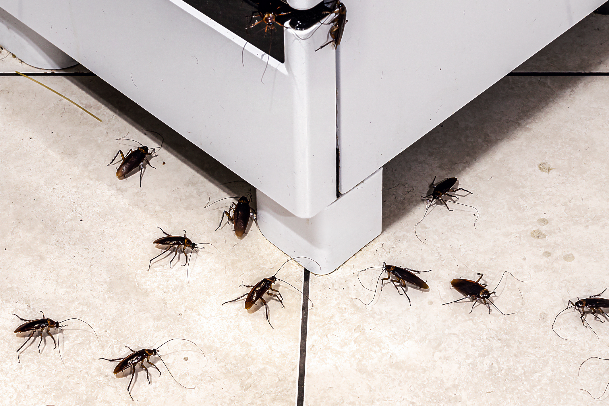 Cockroaches hiding around a washing machine.
