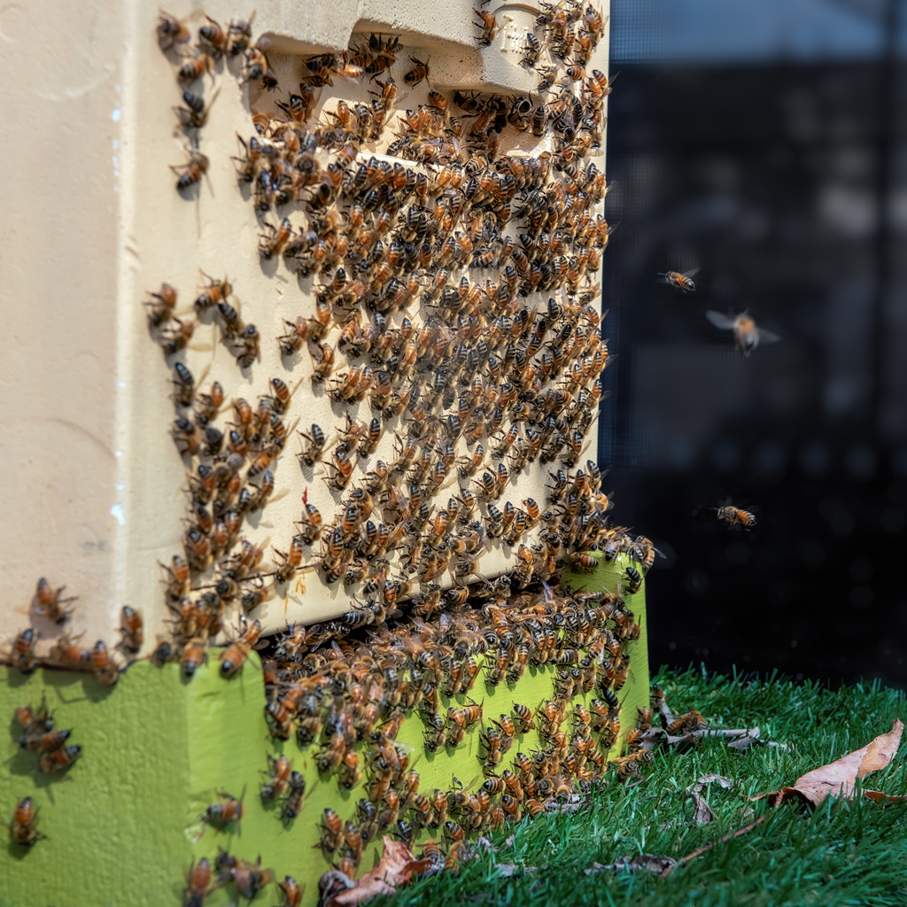 Bees in an irrigation box