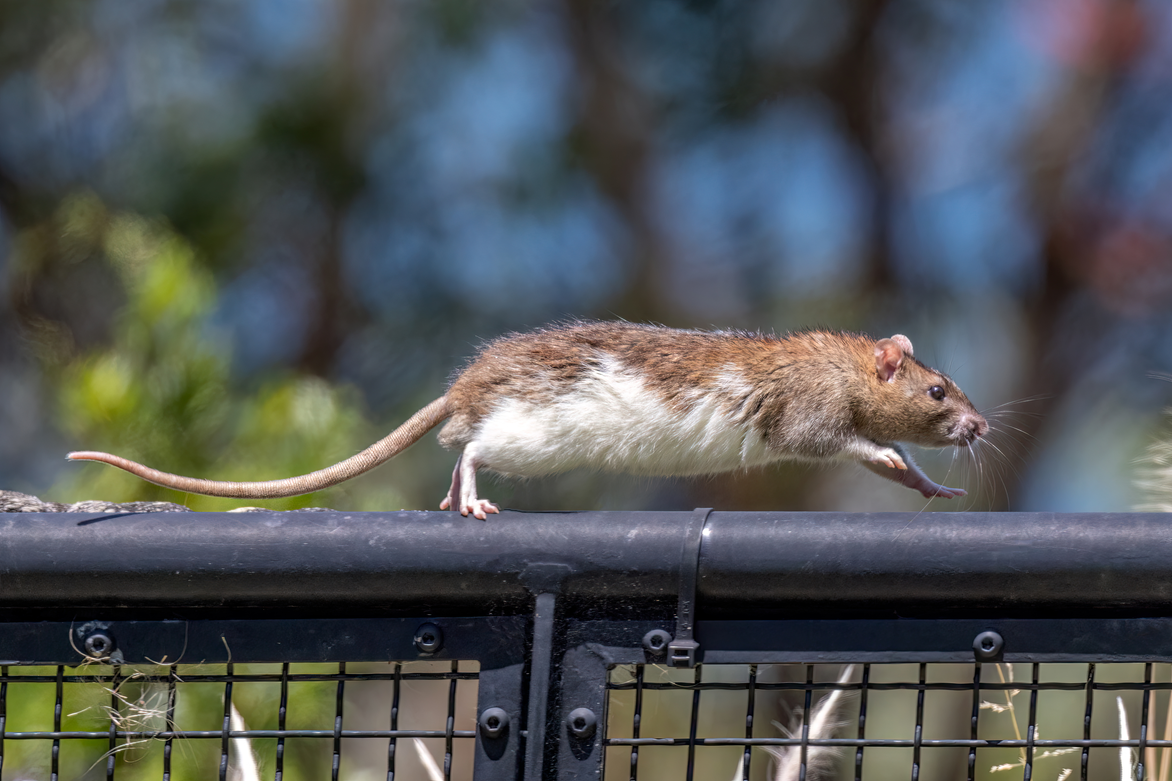 Rat running on top of a black fence.