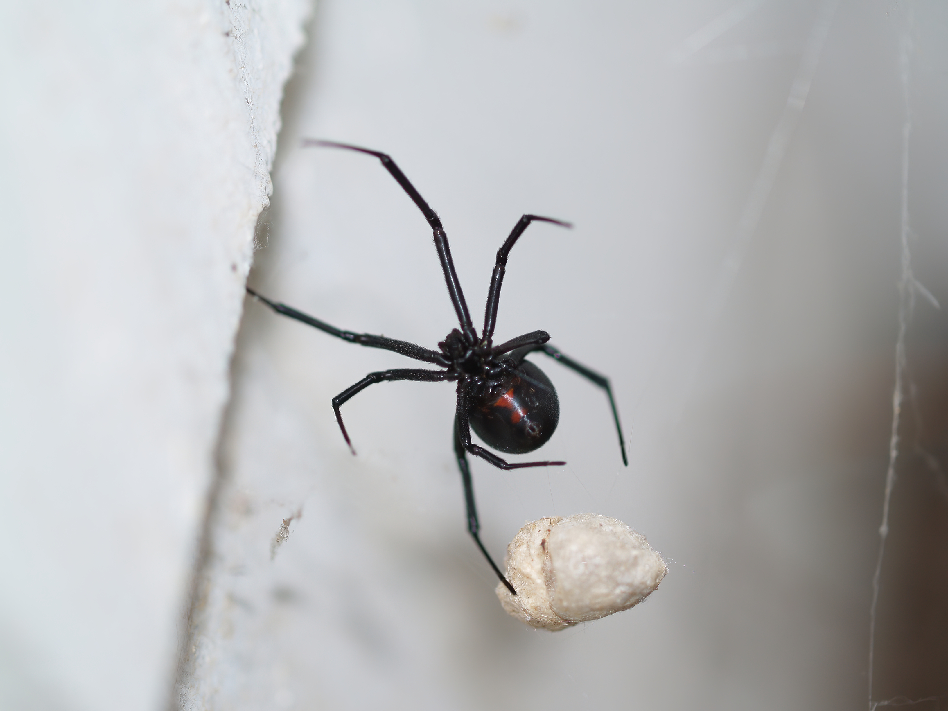 Black widow in a web.