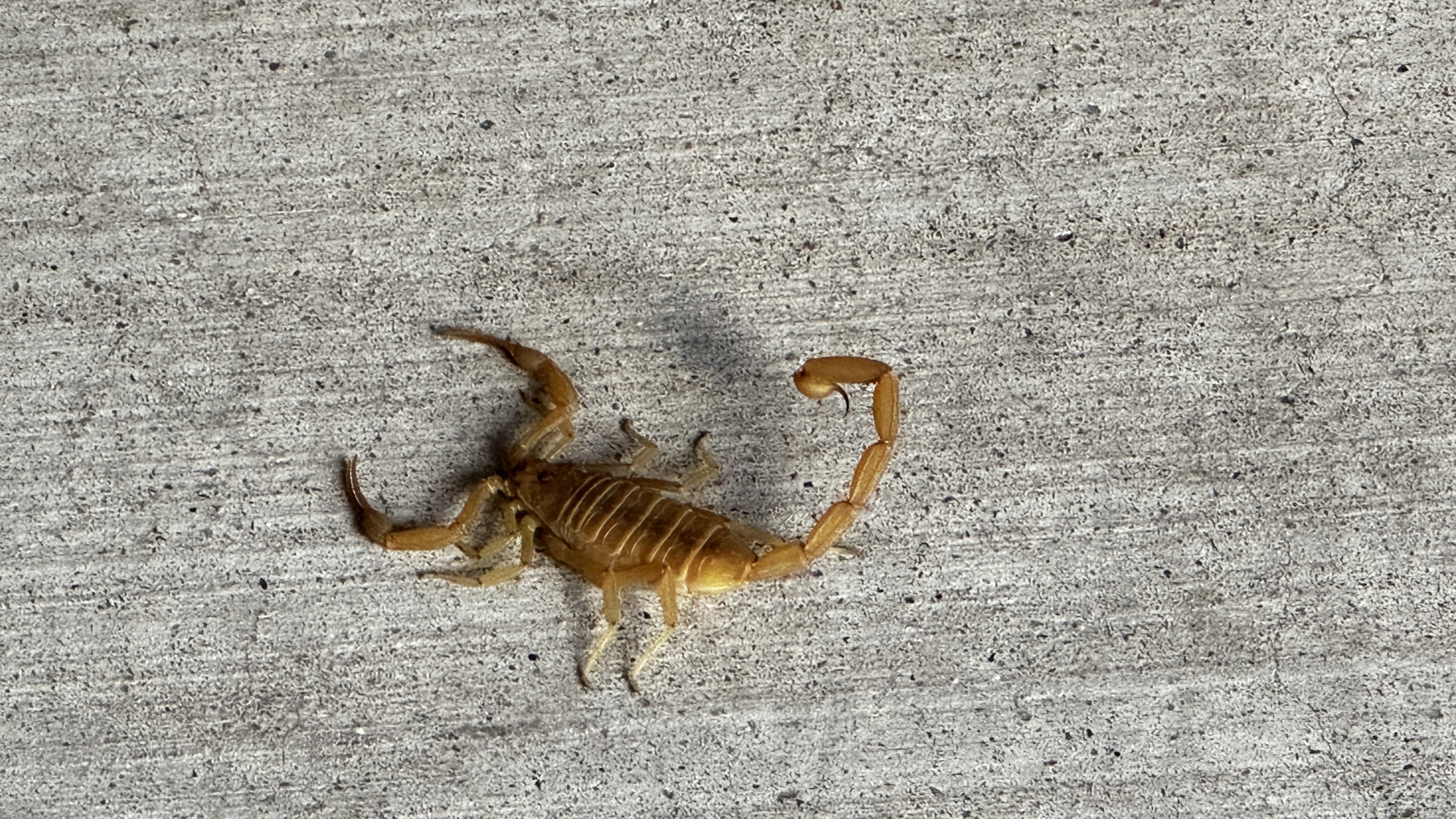 Arizona Bark Scorpion on a concrete patio