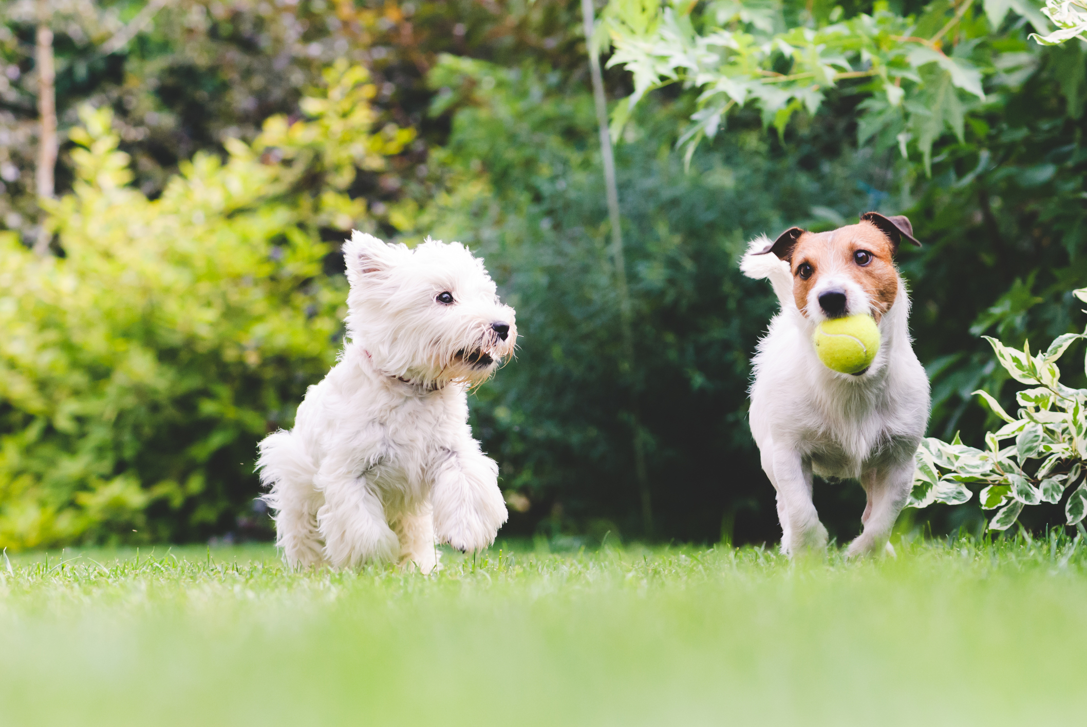 Two dogs enjoying their backyard bug free.