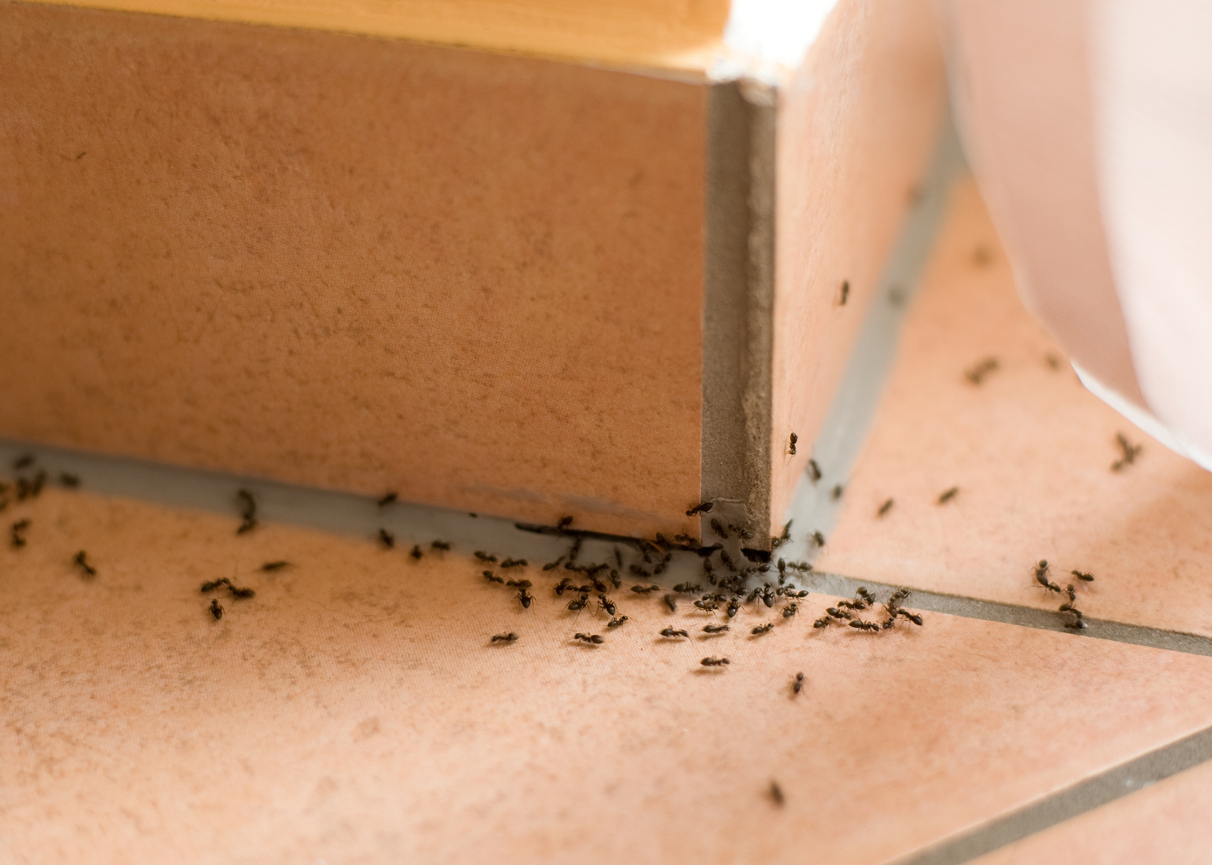 Ants around a bathroom sink