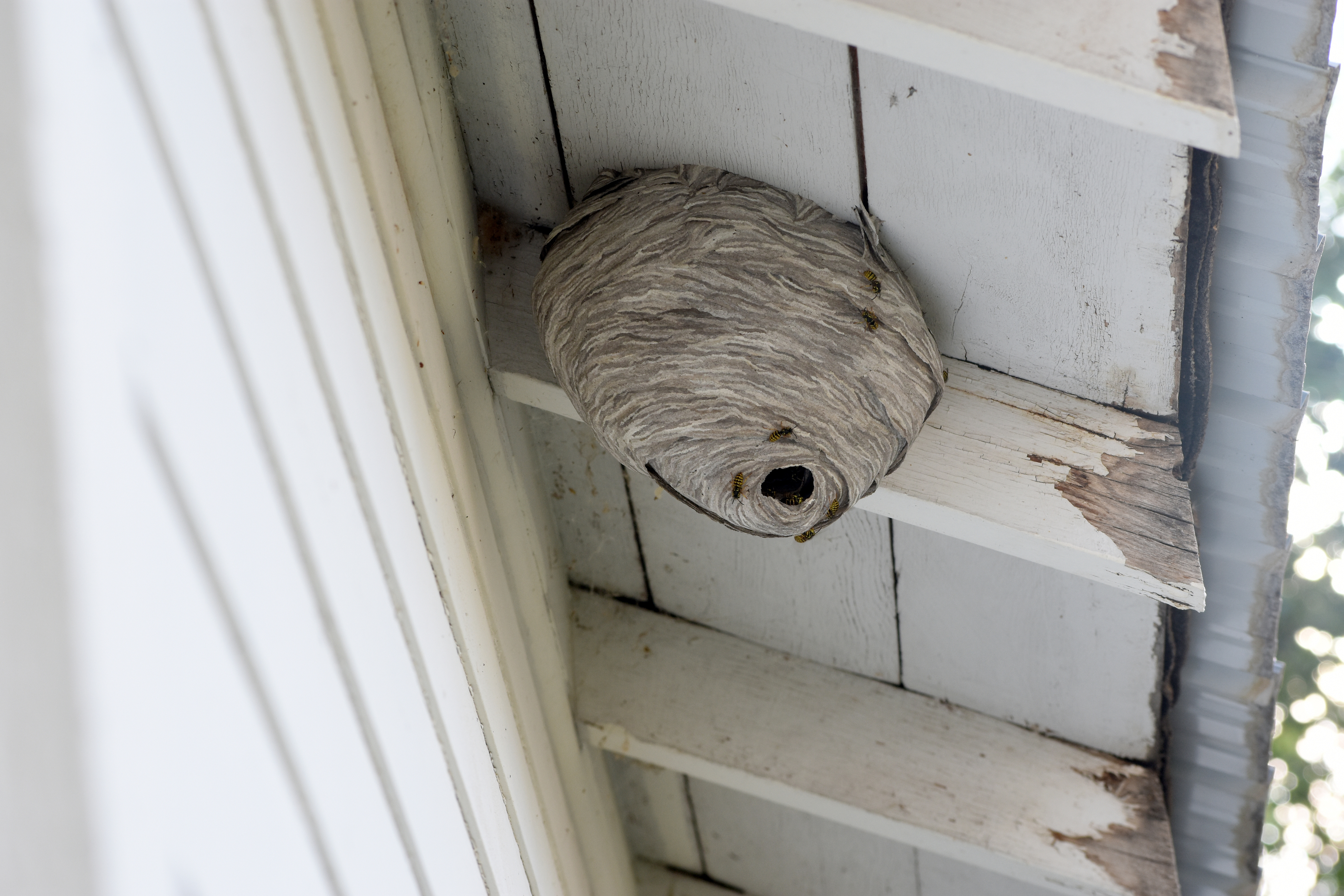 Wasp nest underneath the eaves at a Las Vegas home,