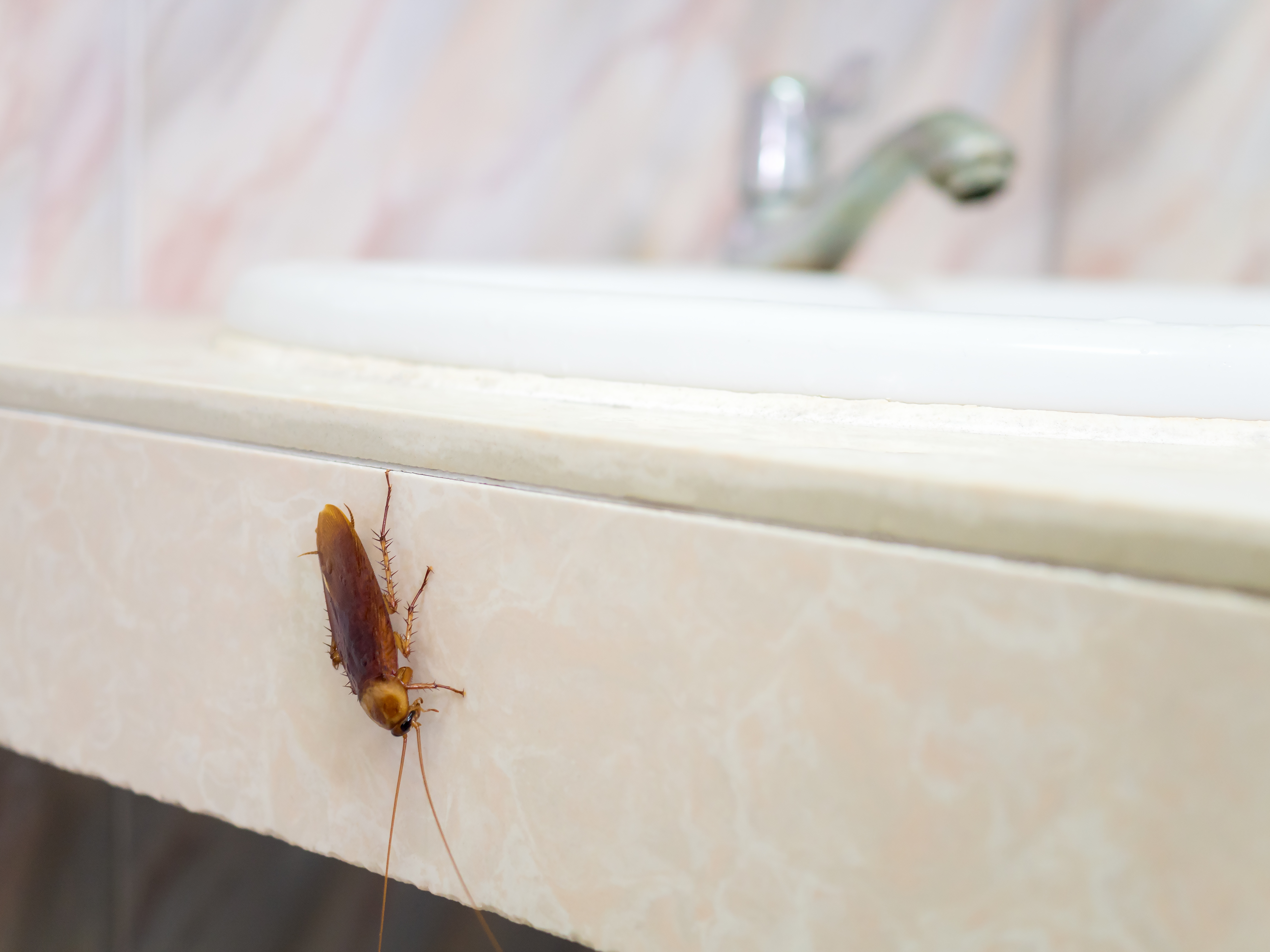 An American cockroach that came out of a bathroom sink.