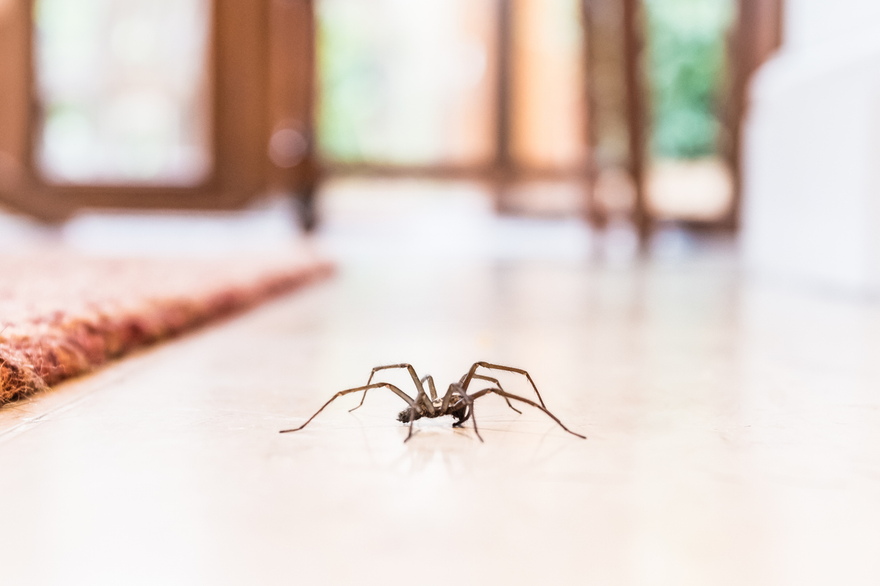 Spider on a bedroom floor