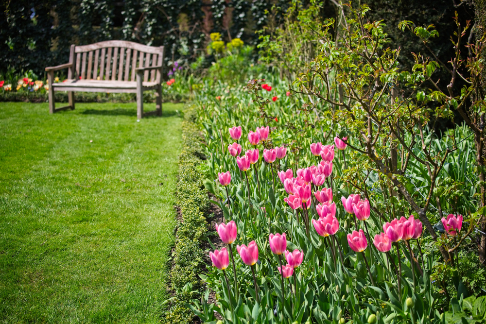 Spring garden with pink and purple tulips in the foreground, green lawn, flowering trees, and a wooden bench in the background.