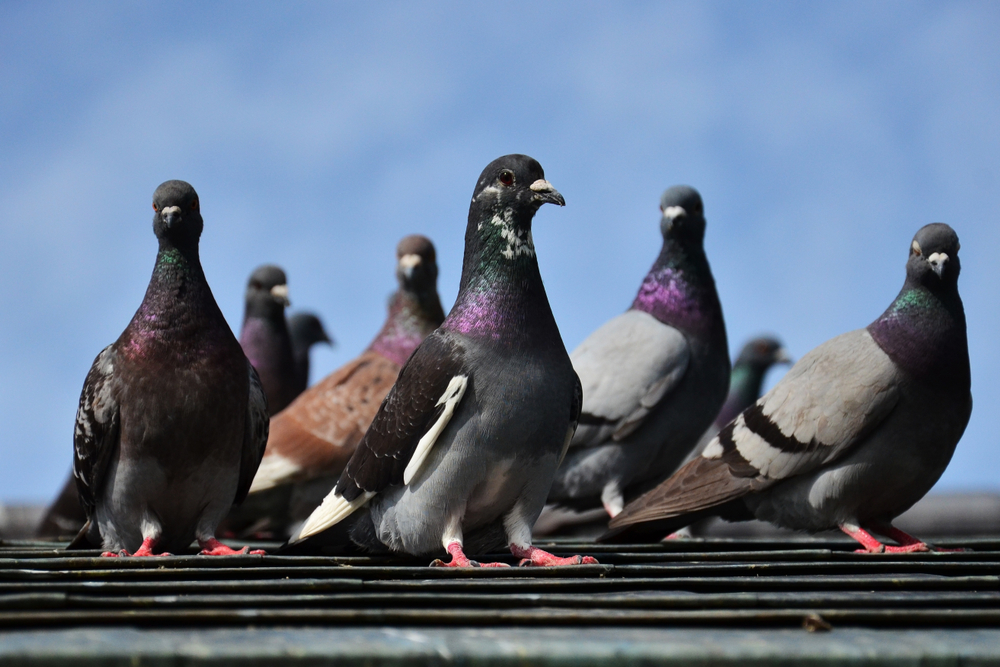 Pigeons on top of a Las Vegas roof.