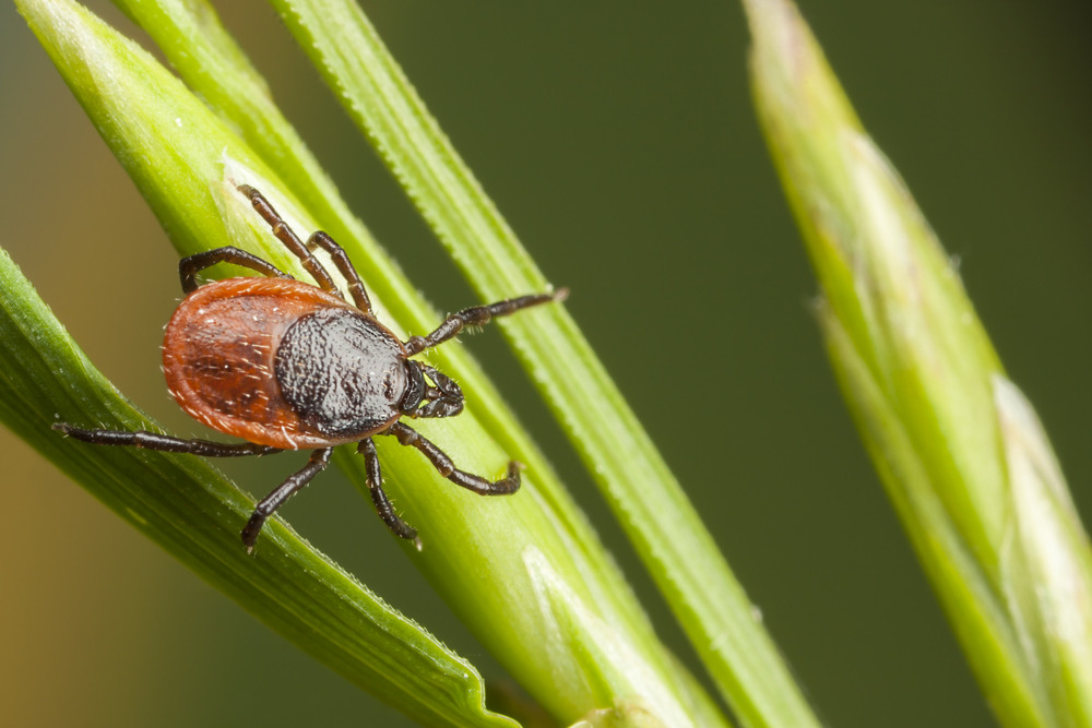 A tick on some brush.