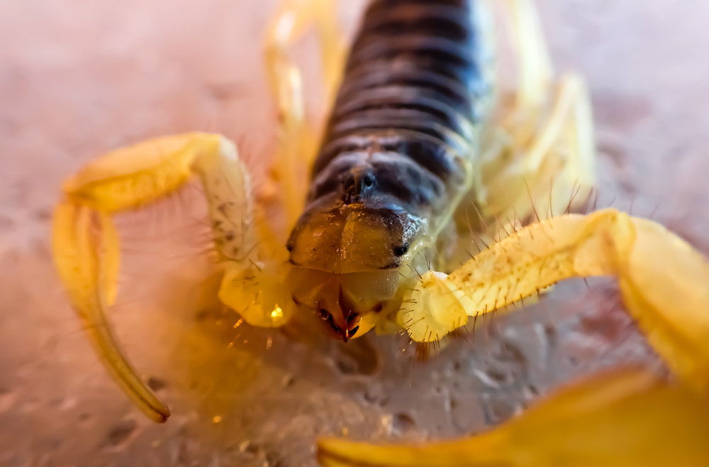Arizona Bark Scorpion