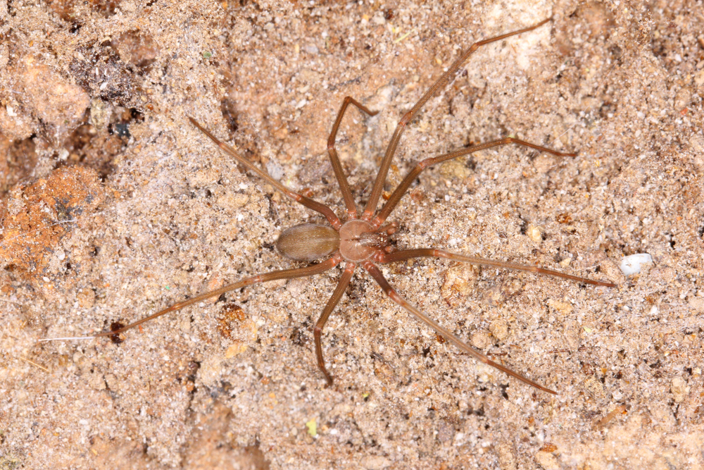 A Desert Recluse Spider