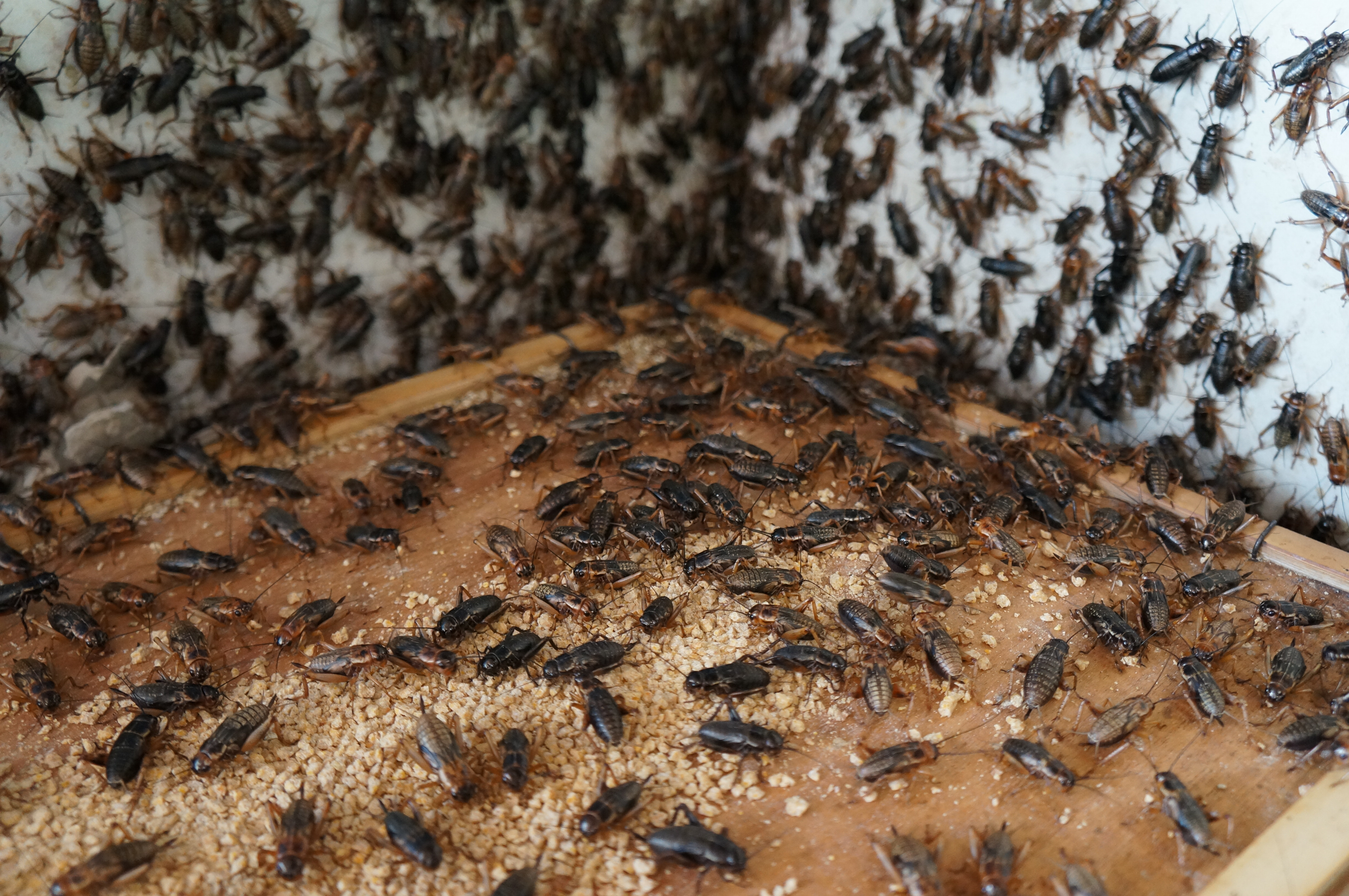 An orchestra of crickets inside an irrigation box.